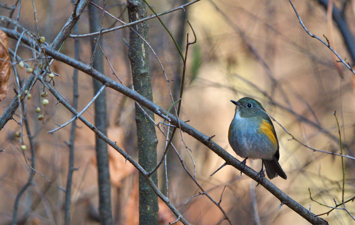 Himalayan Bluetail - ML630697583