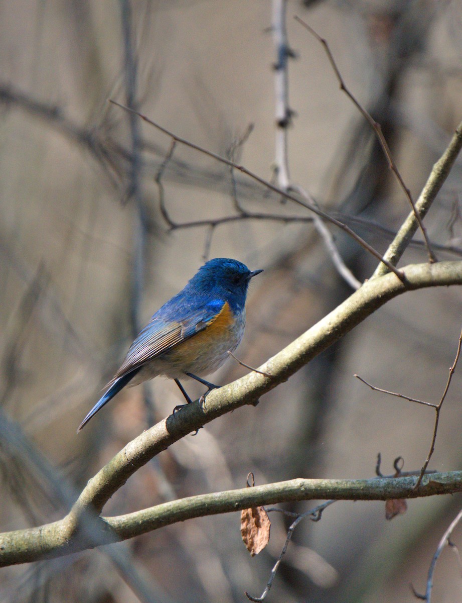 Himalayan Bluetail - ML630697613