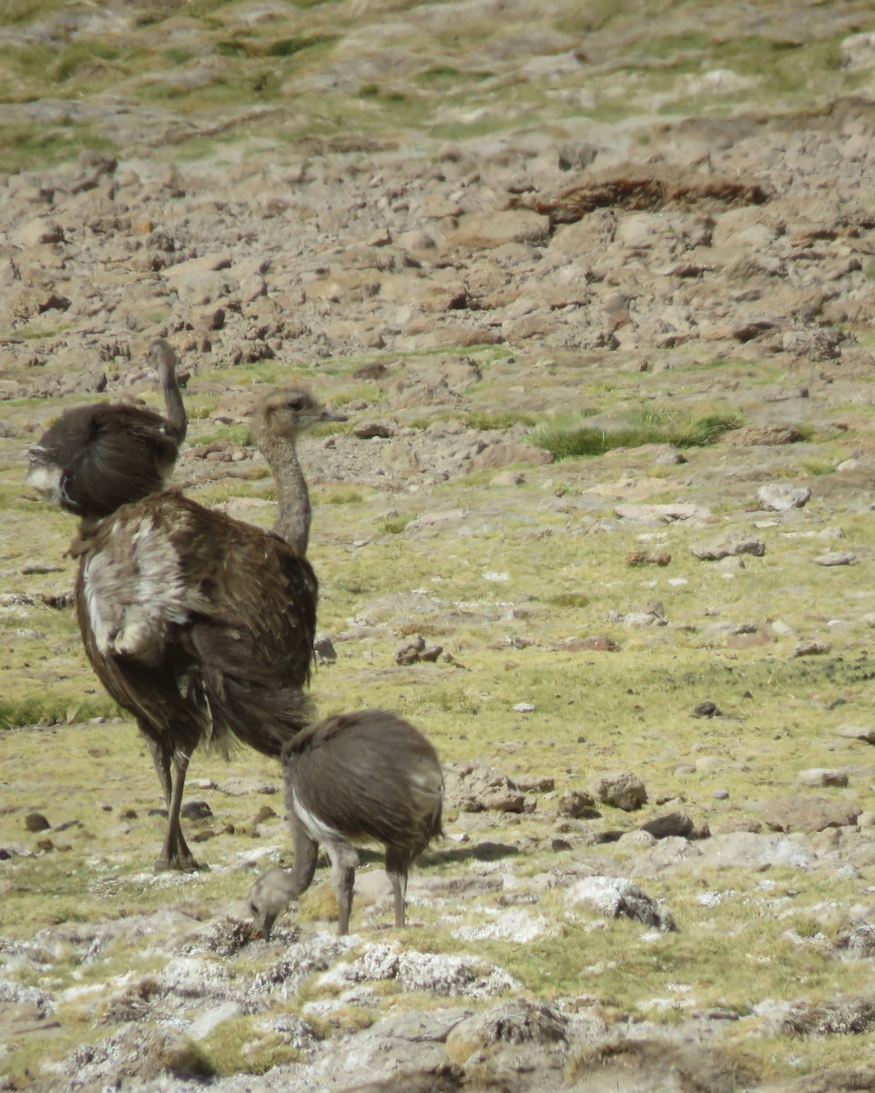 Lesser Rhea (Puna) - ML630697635