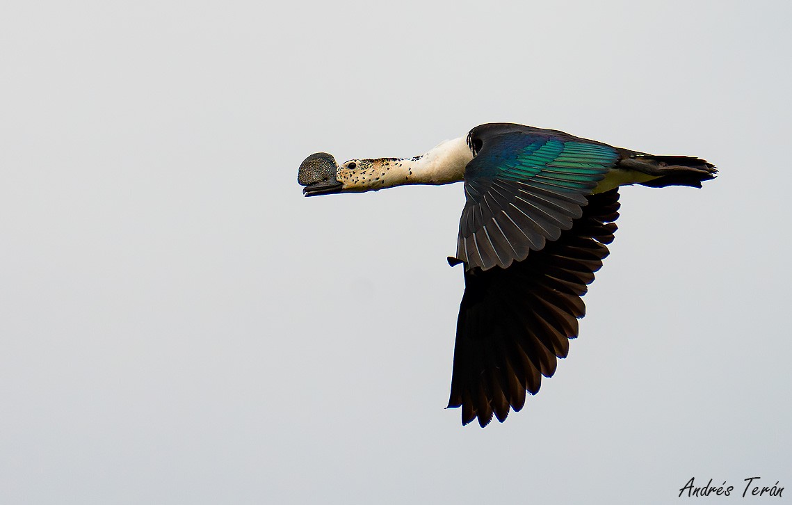 Comb Duck - ML630697645