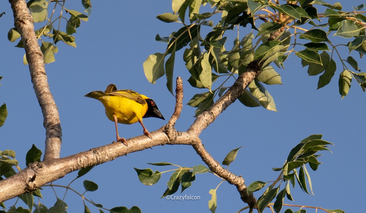 Southern Masked-Weaver - ML630697647
