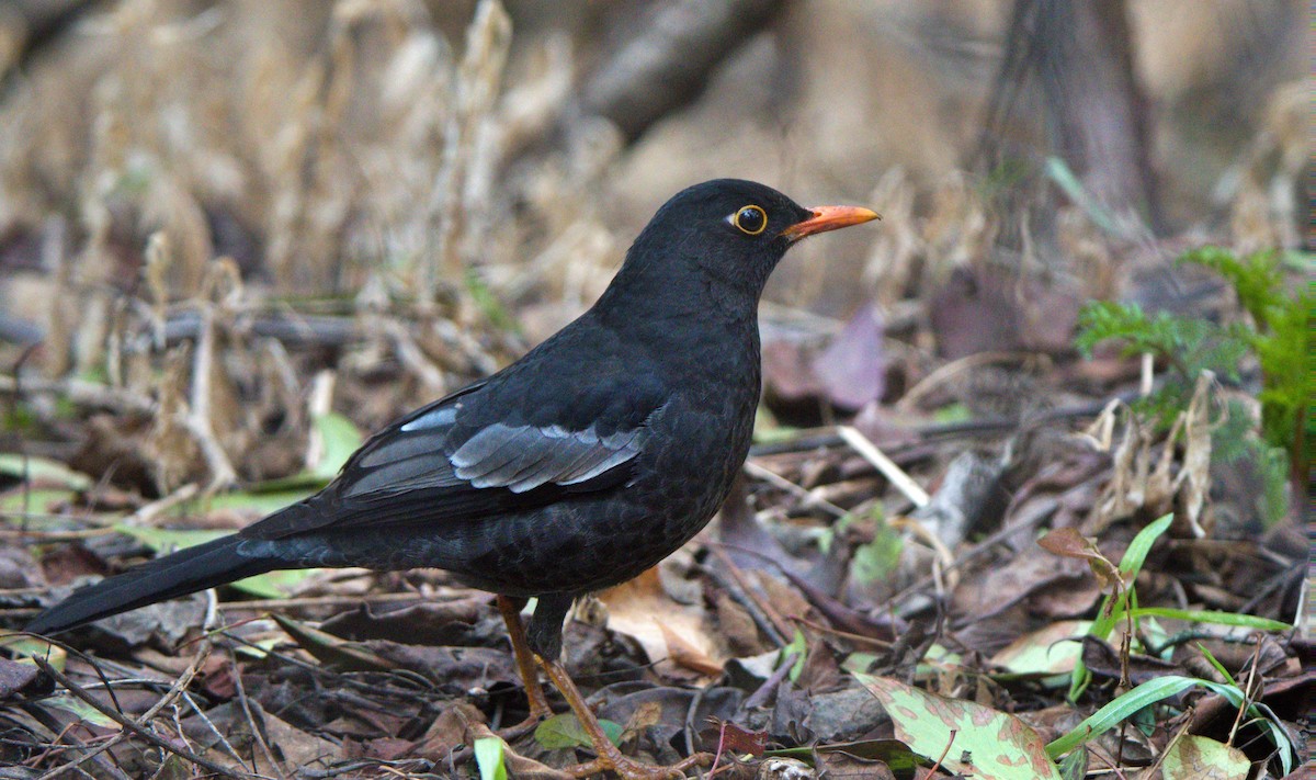 Gray-winged Blackbird - ML630697650