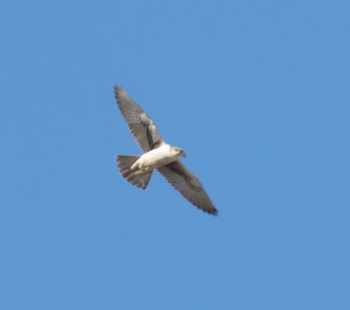 Prairie Falcon - ML630697670