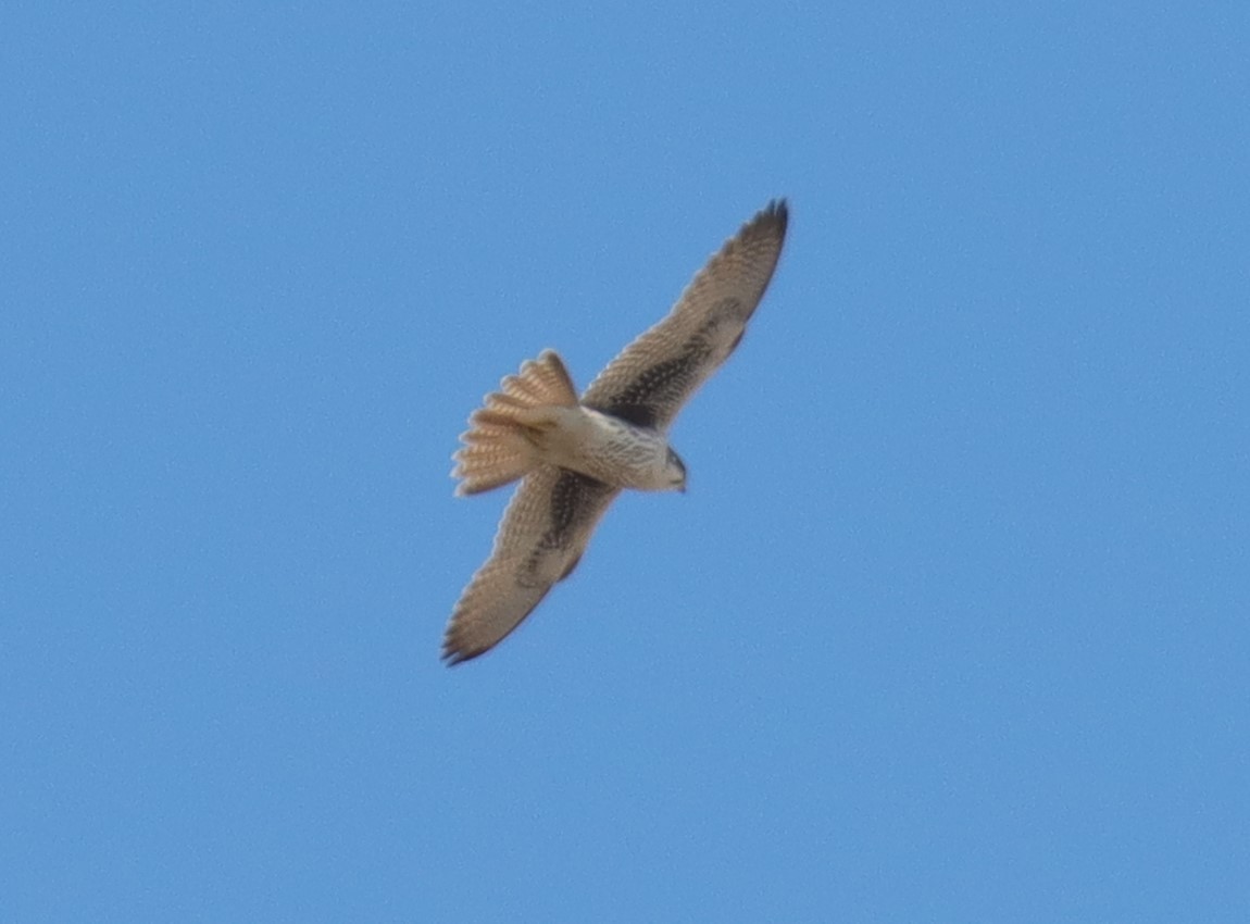 Prairie Falcon - ML630697677