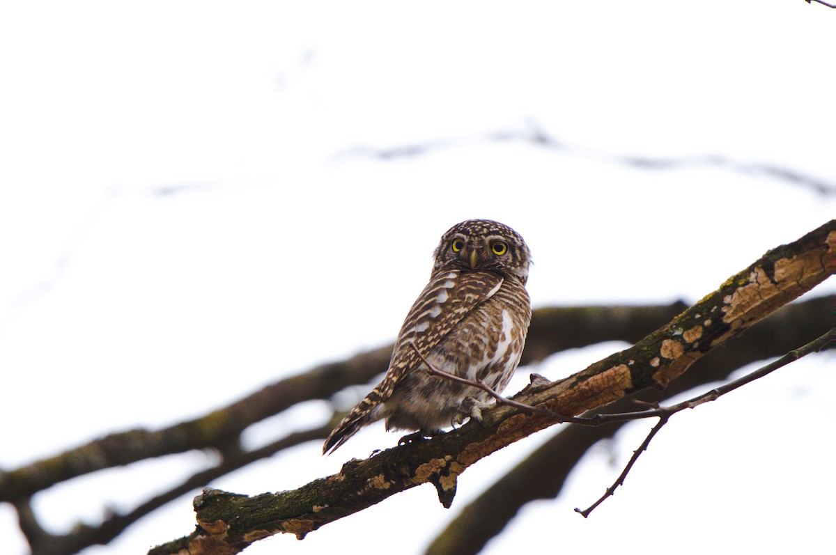 Collared Owlet - ML630697709