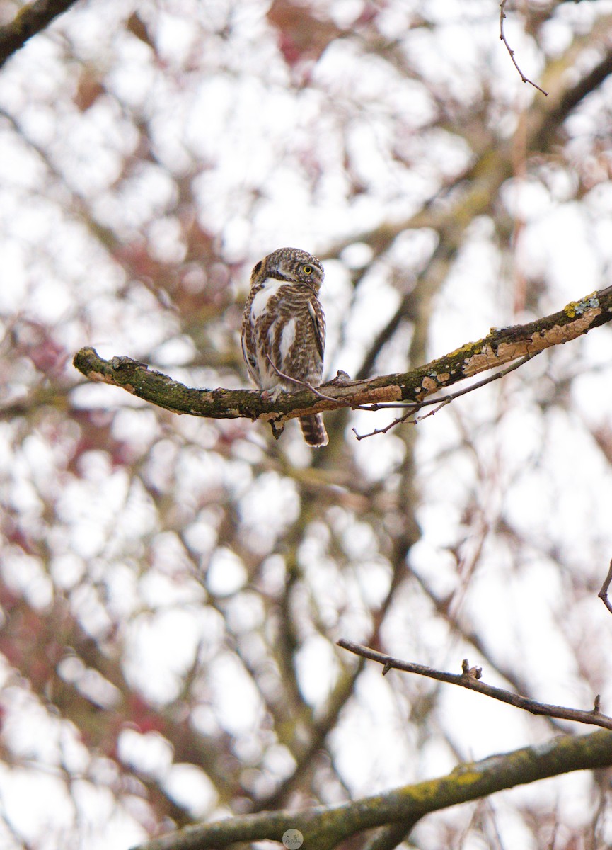 Collared Owlet - ML630697710
