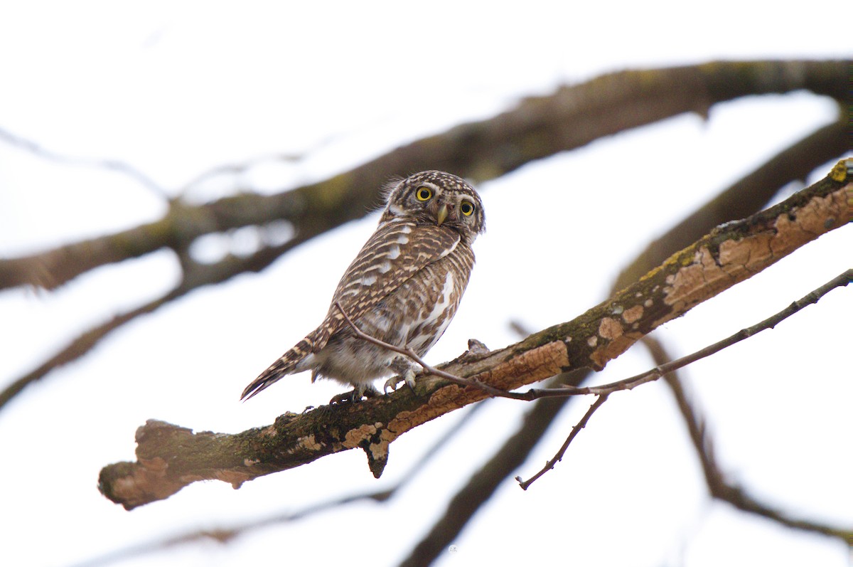 Collared Owlet - ML630697711