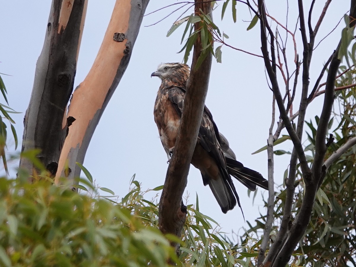 Square-tailed Kite - ML630697745