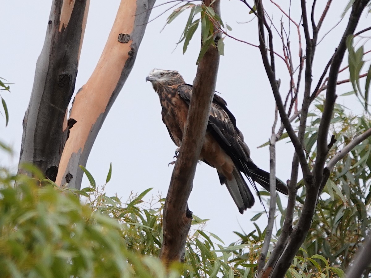 Square-tailed Kite - ML630697746