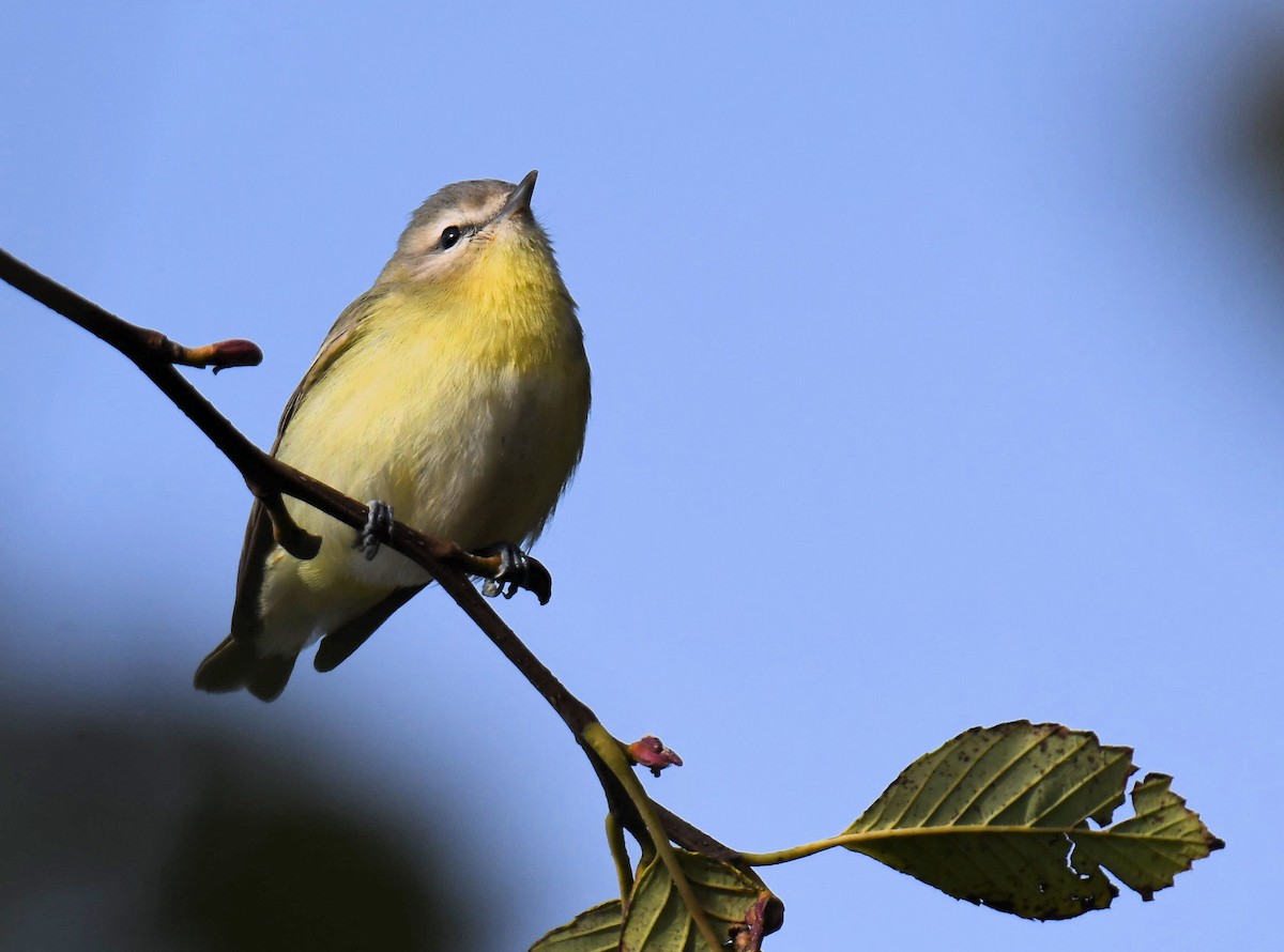 Philadelphia Vireo - ML630697771