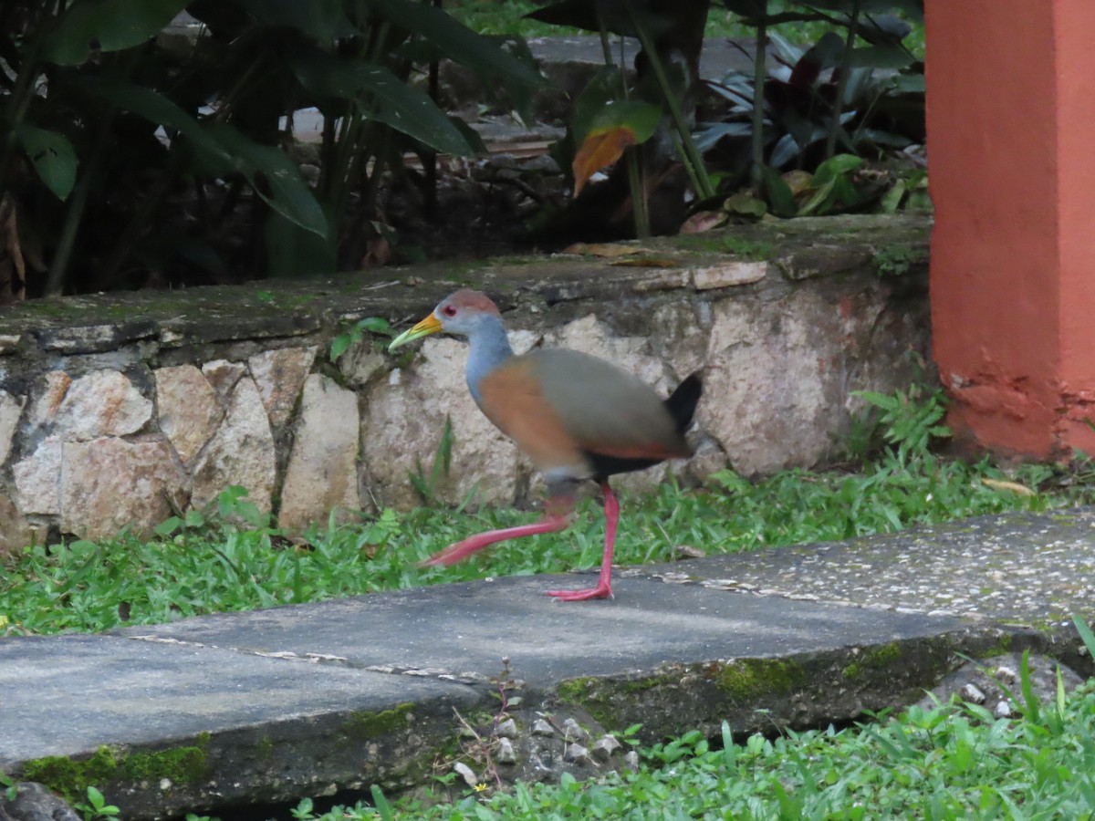 Russet-naped Wood-Rail - ML630697782