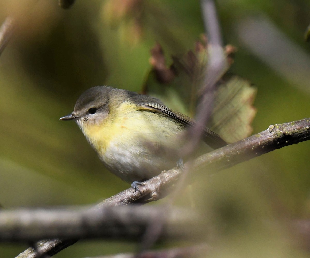 Philadelphia Vireo - ML630697787