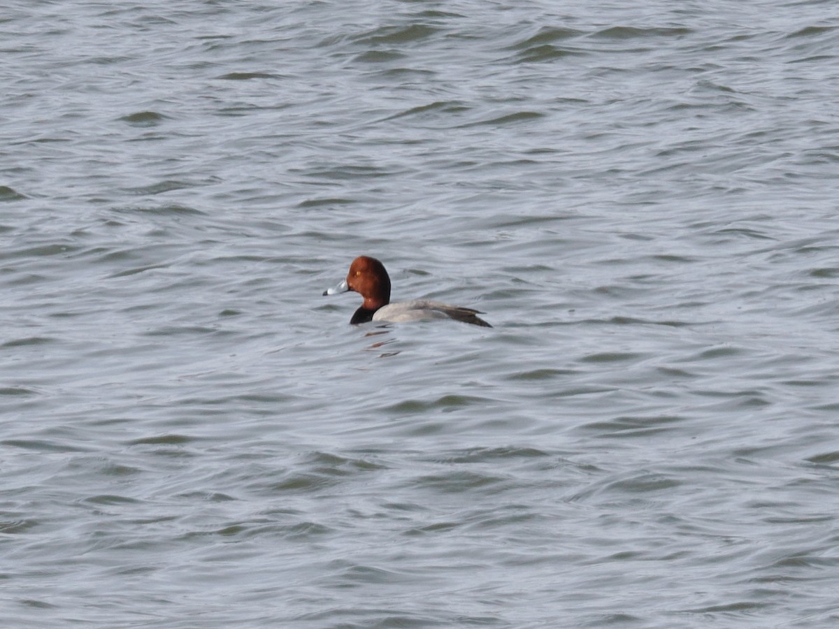 Redhead - ML630697823