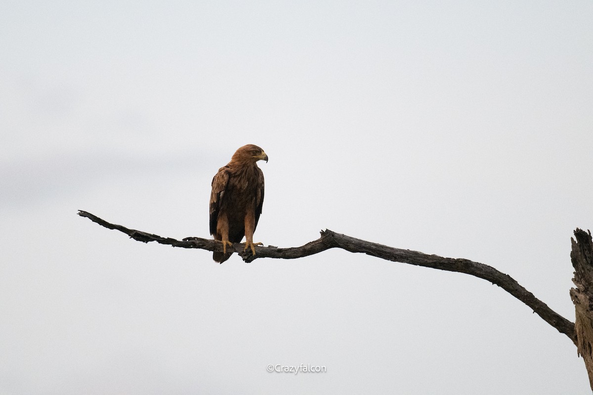 Tawny Eagle - ML630697830