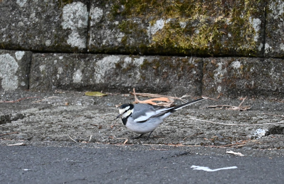 White Wagtail - ML630697839