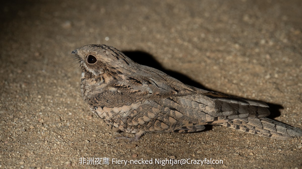 Red-necked/Eurasian Nightjar - ML630697890