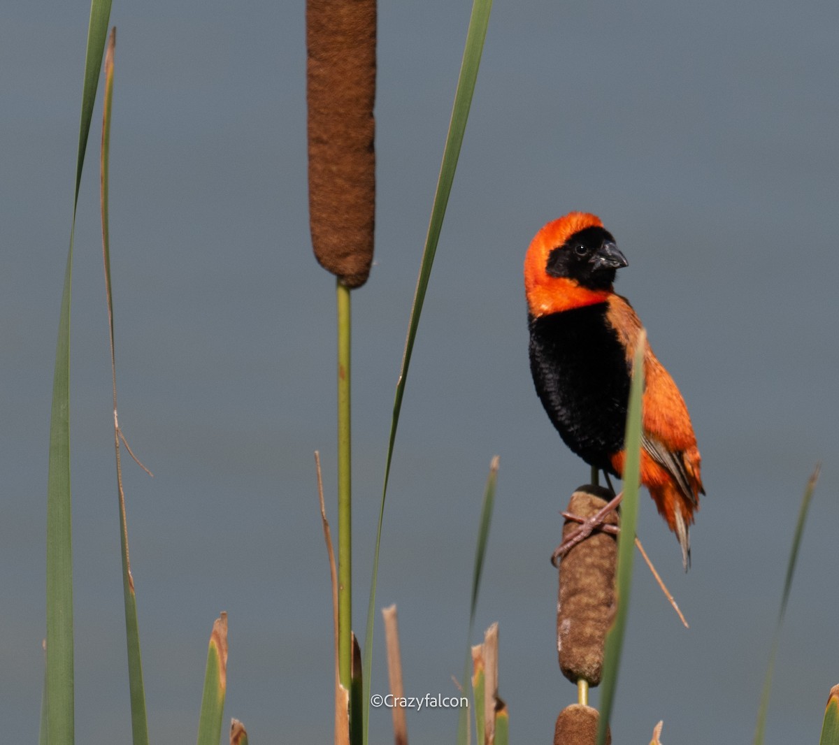 Southern Red Bishop - ML630697972