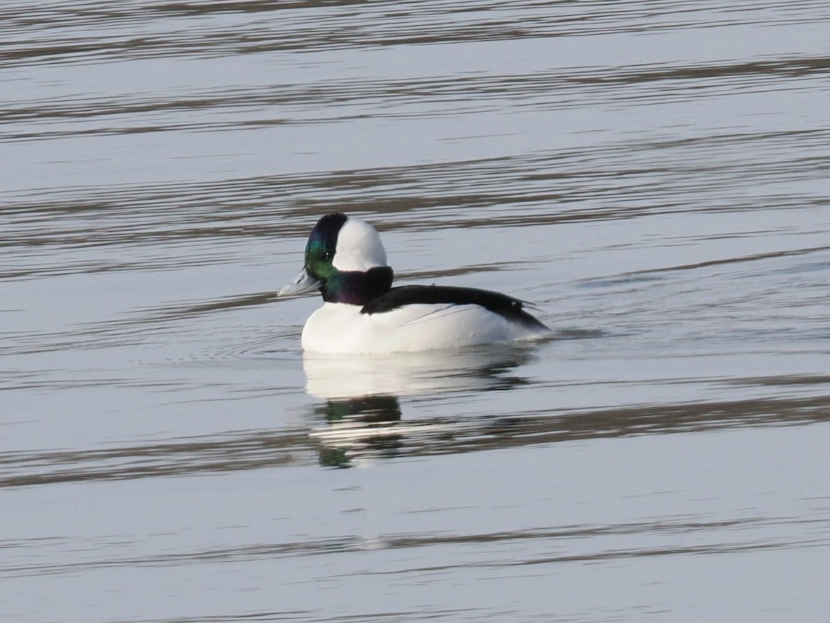 Bufflehead - ML630697989