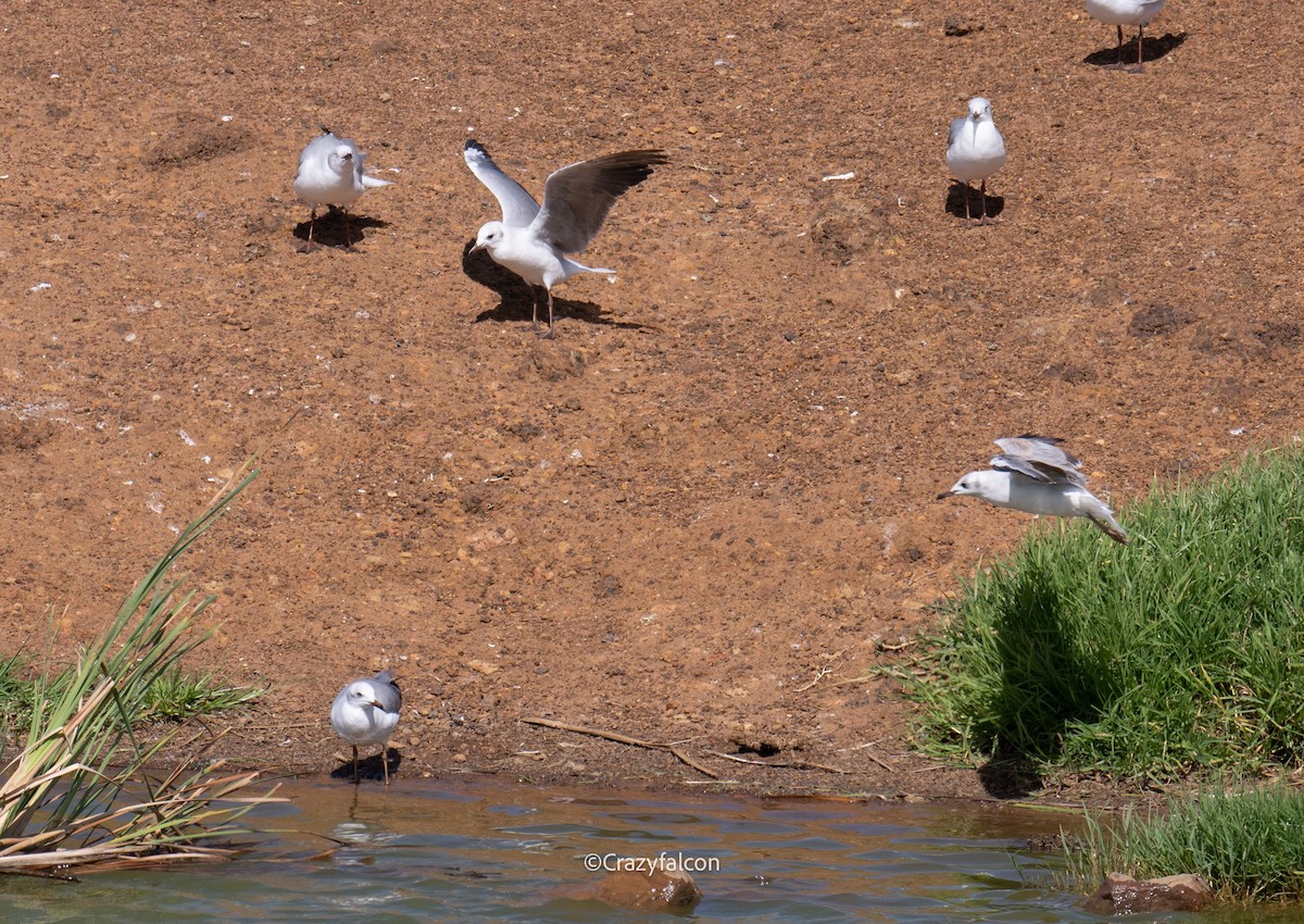Gray-hooded Gull - ML630698036
