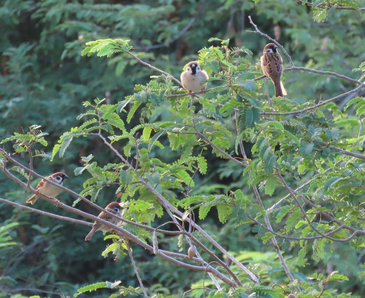 Eurasian Tree Sparrow - ML630698040