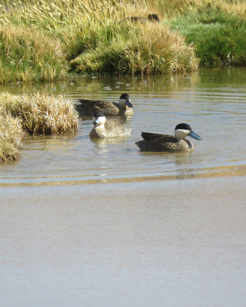 Puna Teal - ML630698062