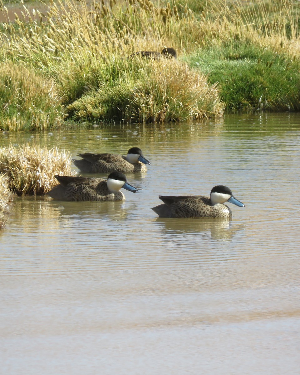 Puna Teal - ML630698063