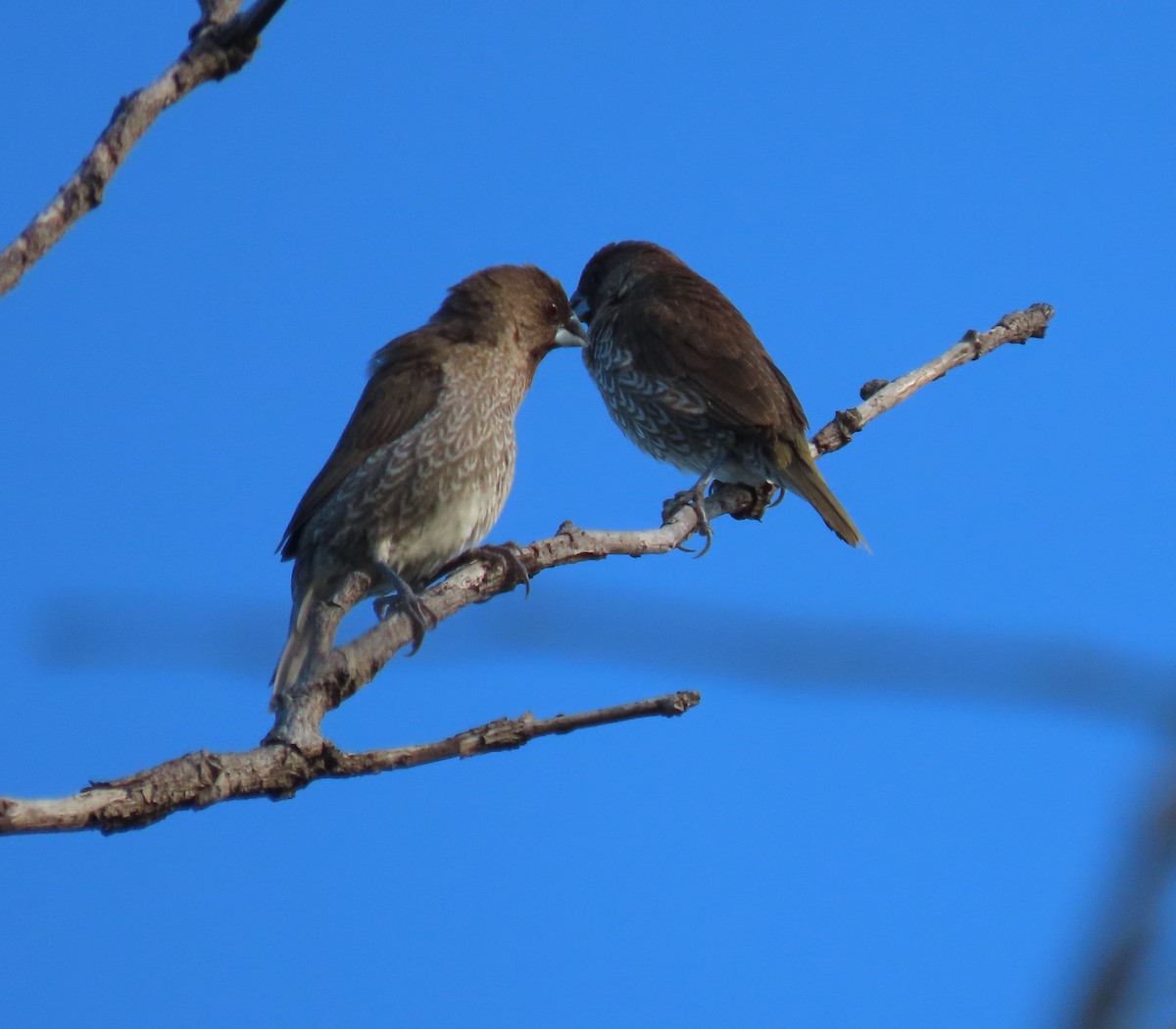 Scaly-breasted Munia - ML630698094