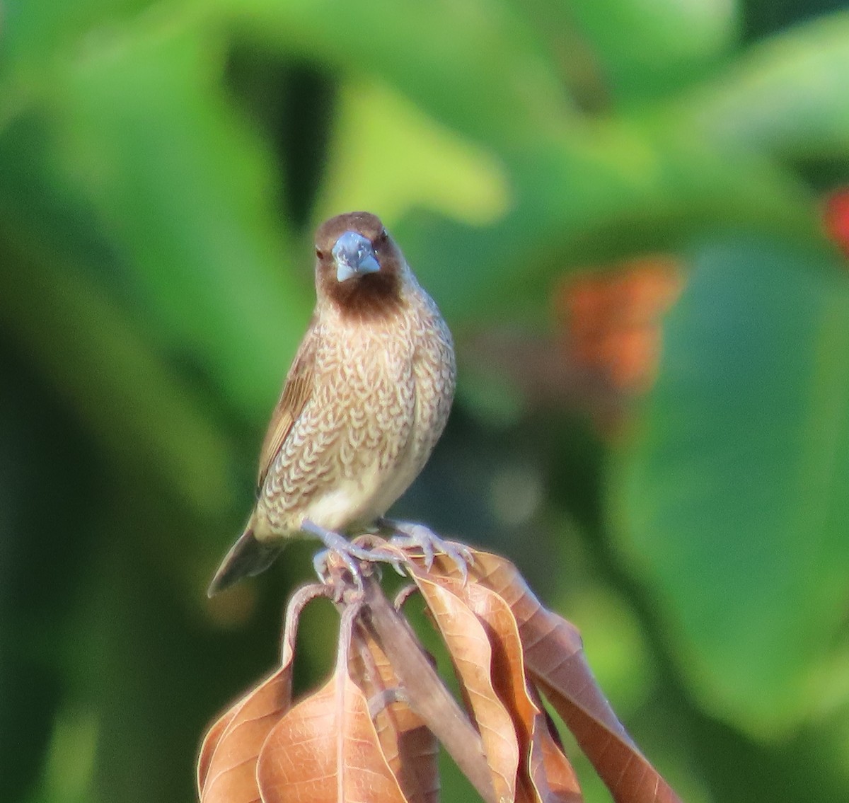 Scaly-breasted Munia - ML630698098