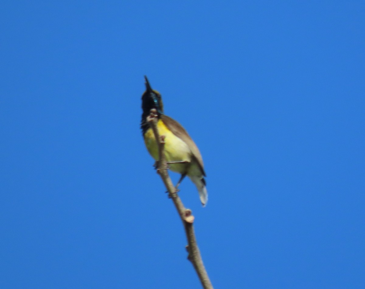 Garden Sunbird - ML630698116