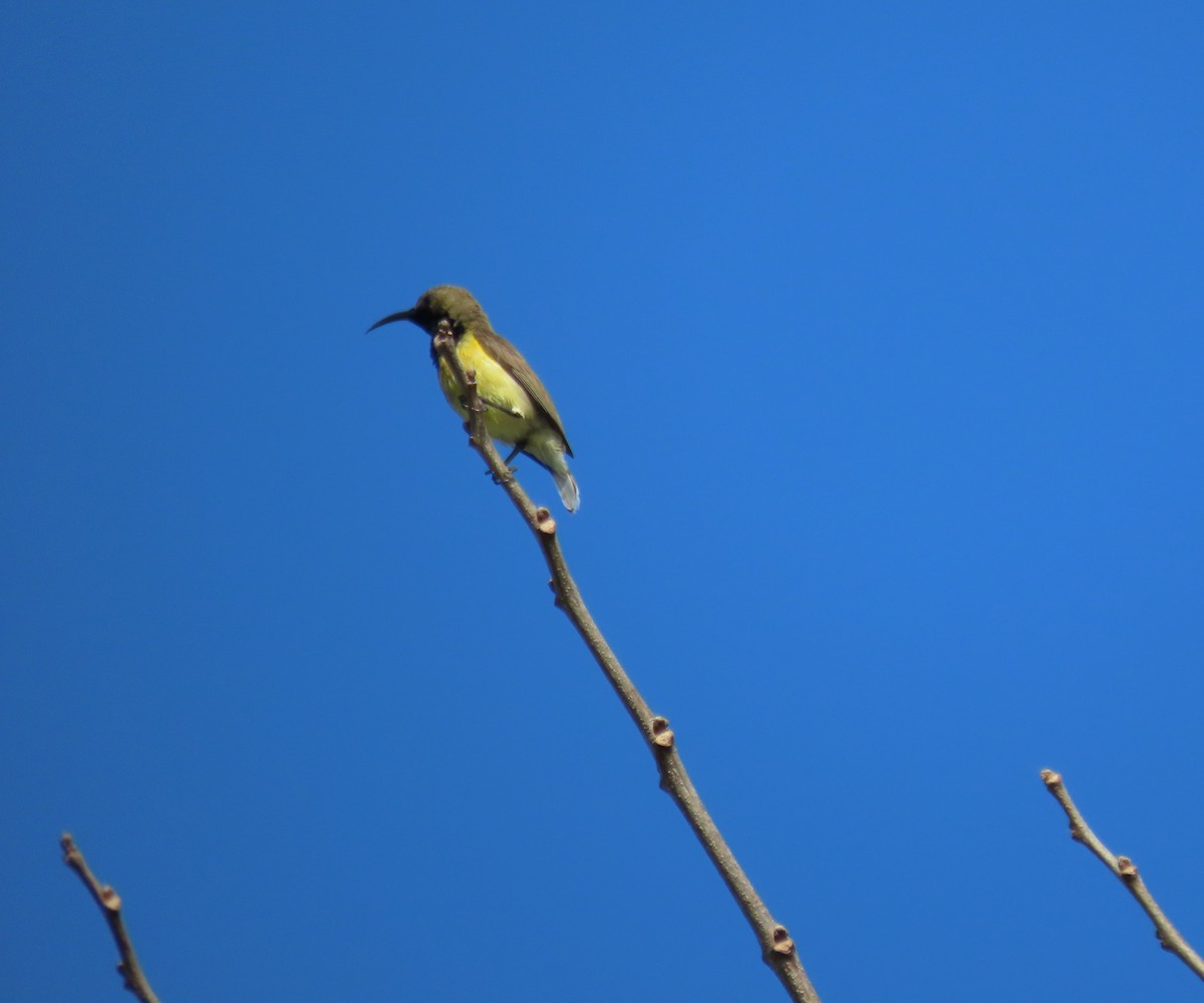 Garden Sunbird - ML630698135