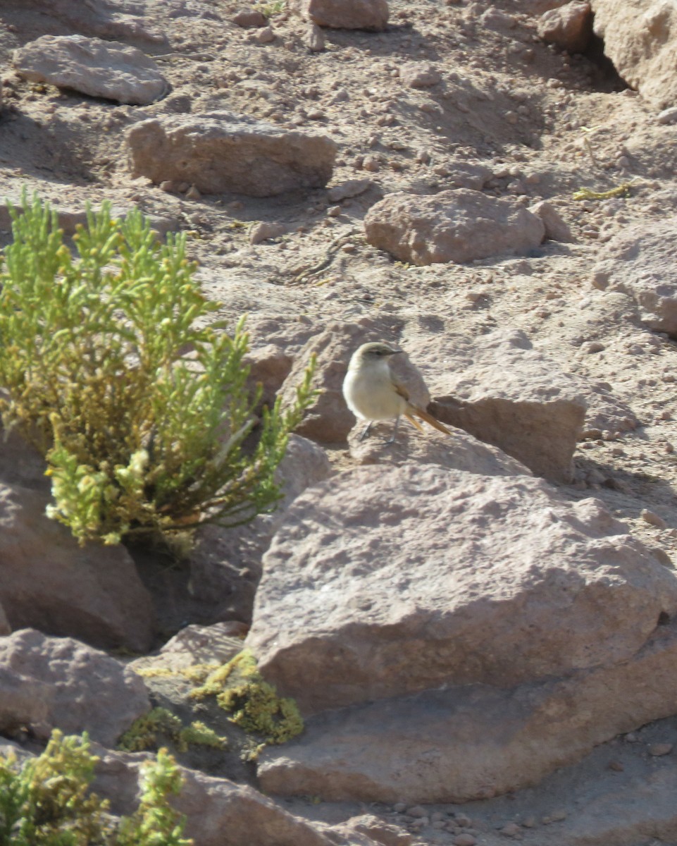 Cordilleran Canastero - ML630698141