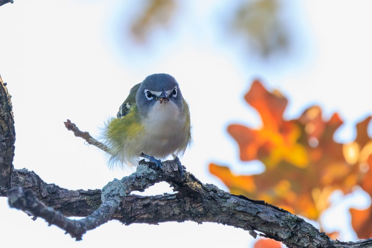 Blue-headed Vireo - ML630698239