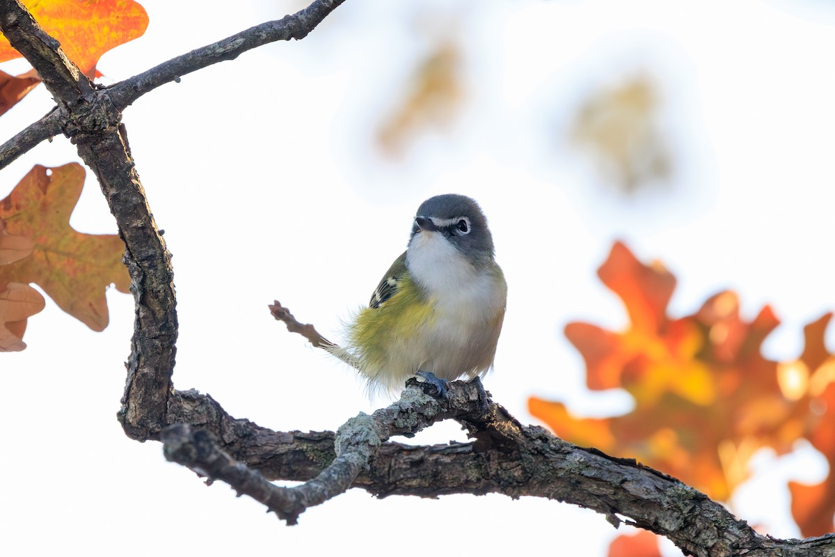 Blue-headed Vireo - ML630698240