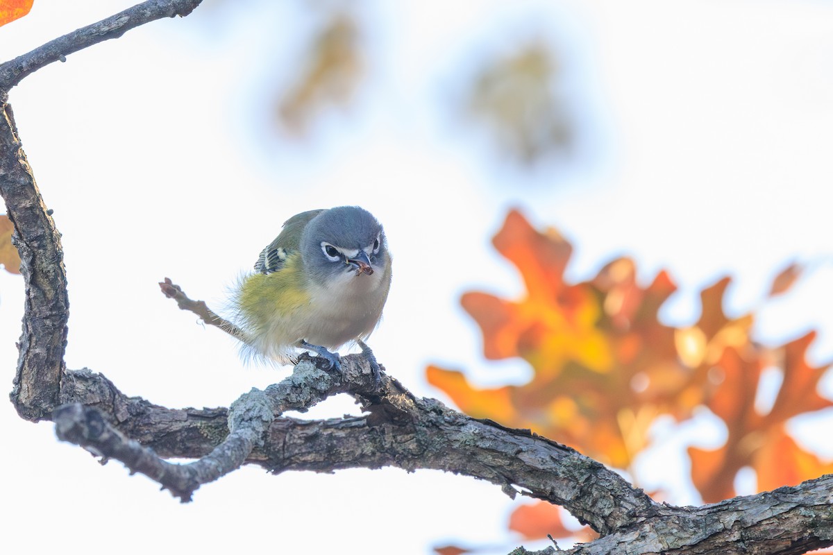 Blue-headed Vireo - ML630698241