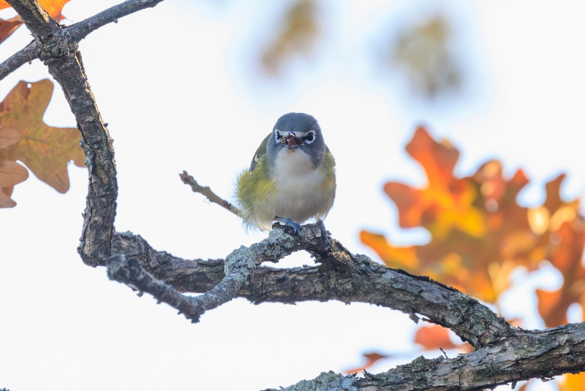 Blue-headed Vireo - ML630698242