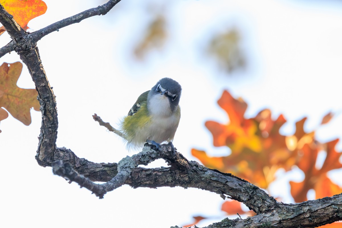 Blue-headed Vireo - ML630698243