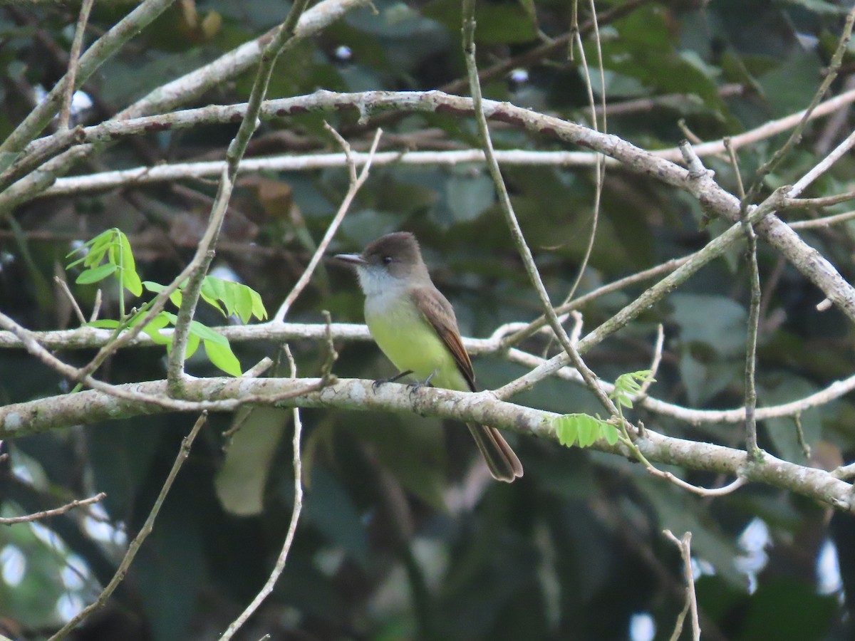 Dusky-capped Flycatcher - ML630698267