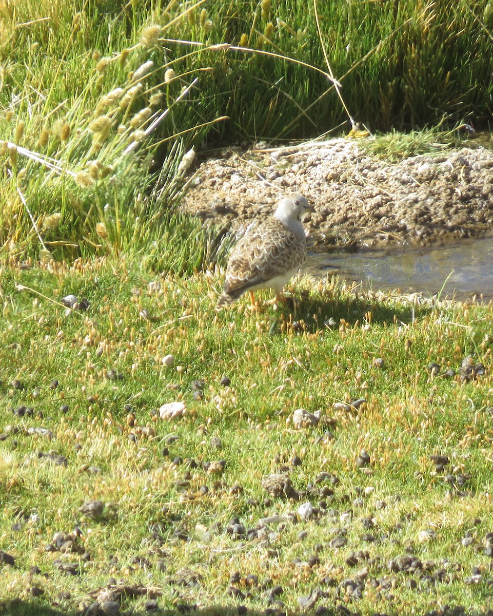 Gray-breasted Seedsnipe - ML630698277