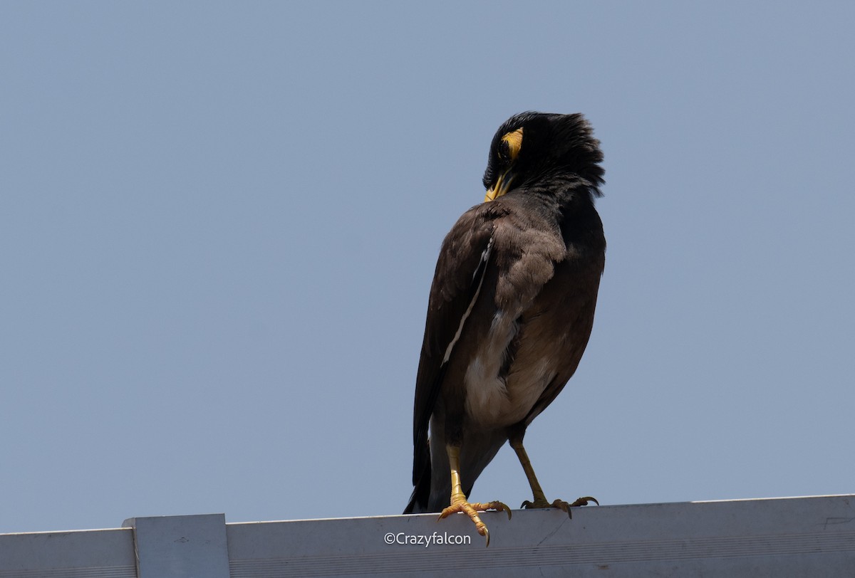 Common Myna - ML630698293