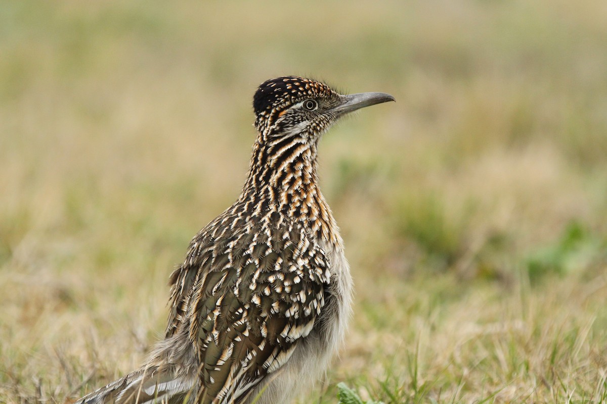 Greater Roadrunner - ML630698338