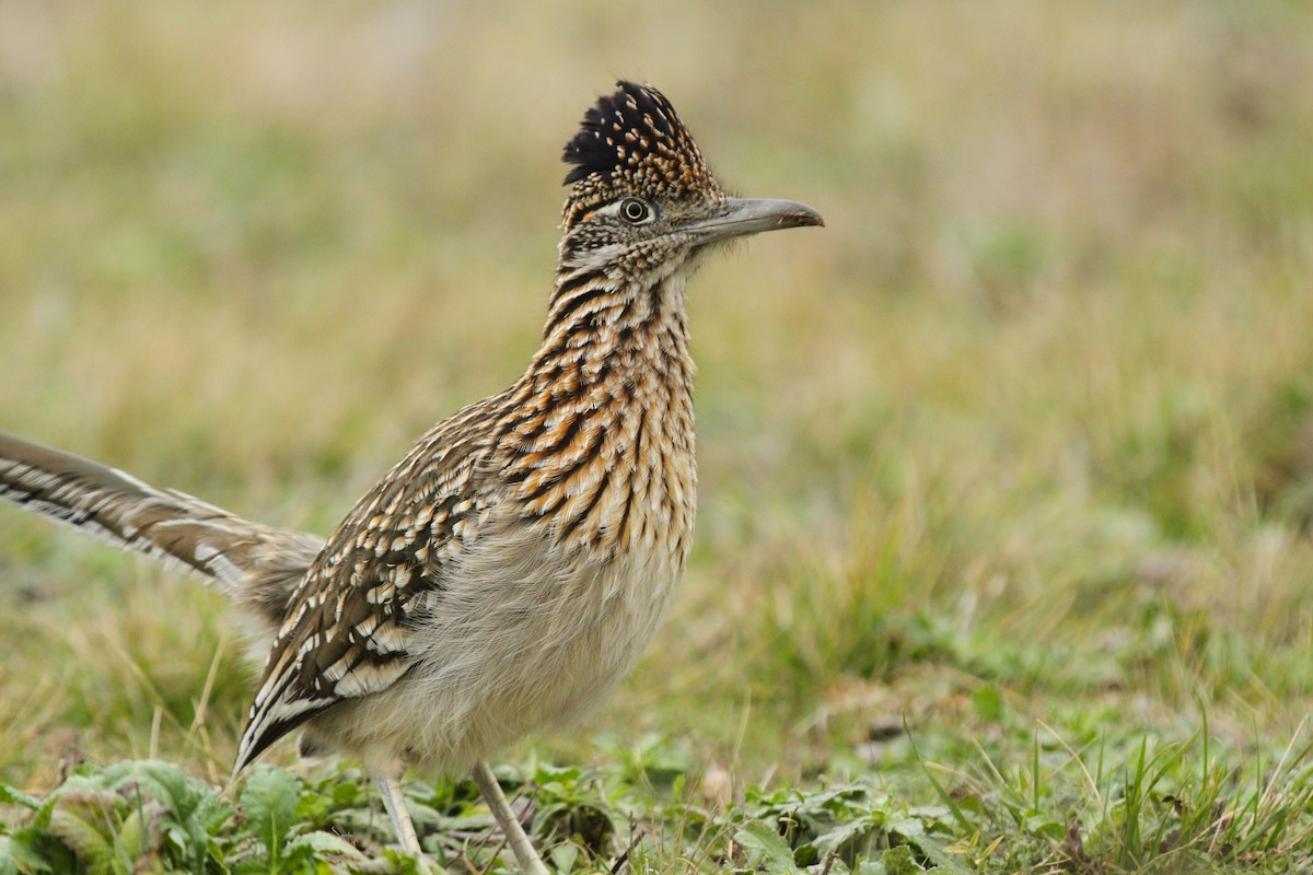 Greater Roadrunner - ML630698339