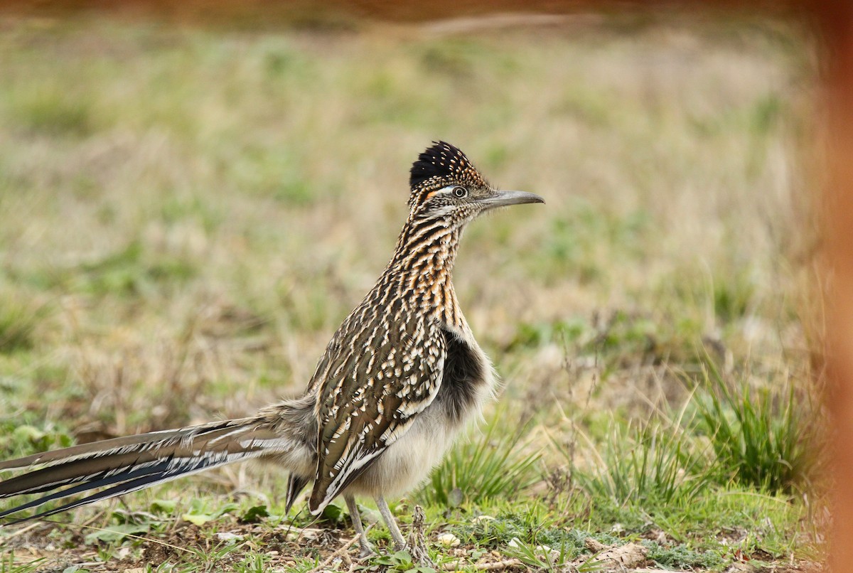 Greater Roadrunner - ML630698340