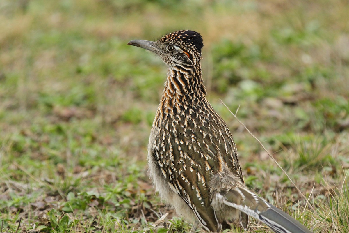 Greater Roadrunner - ML630698342