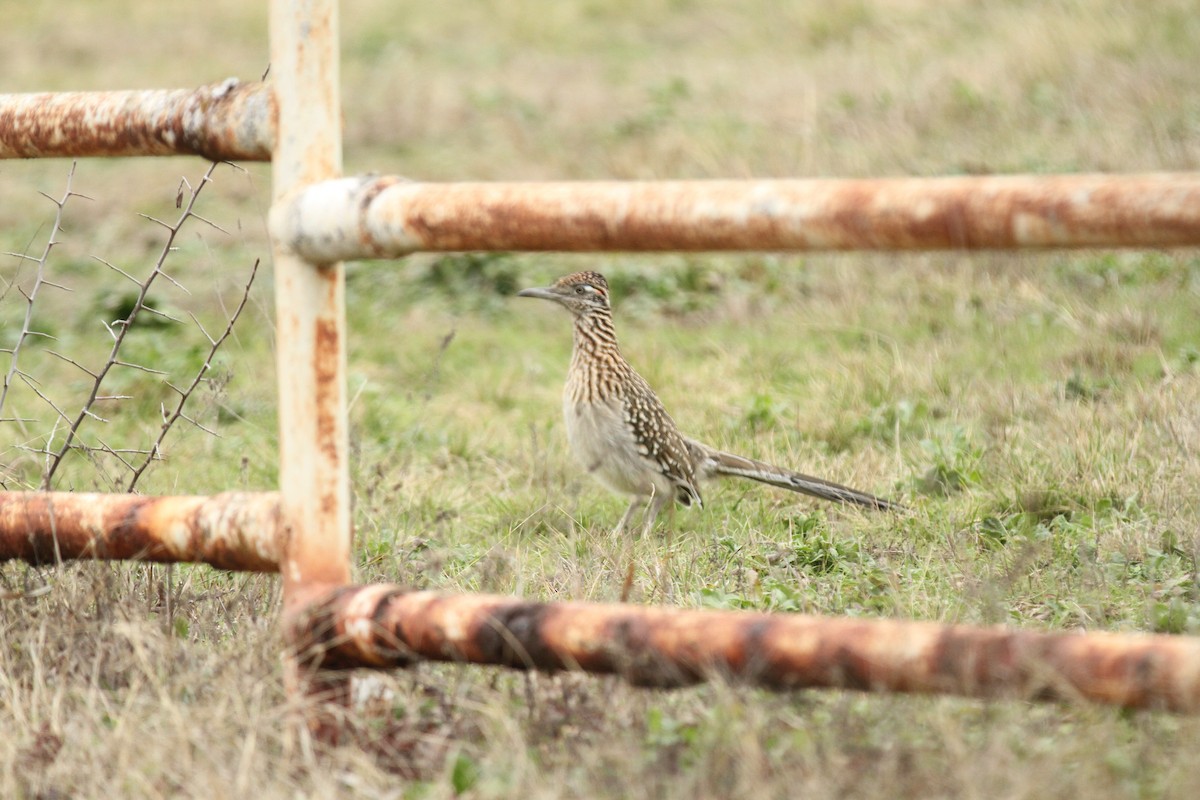 Greater Roadrunner - ML630698348