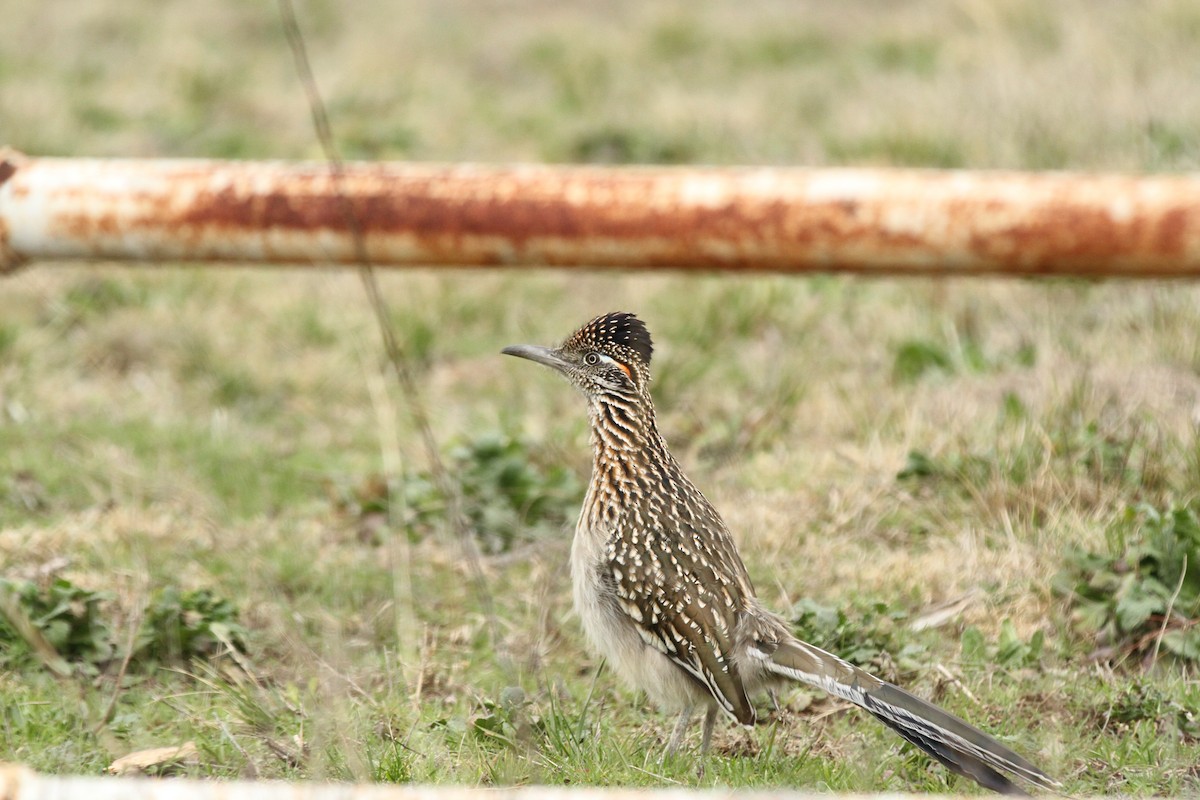 Greater Roadrunner - ML630698352