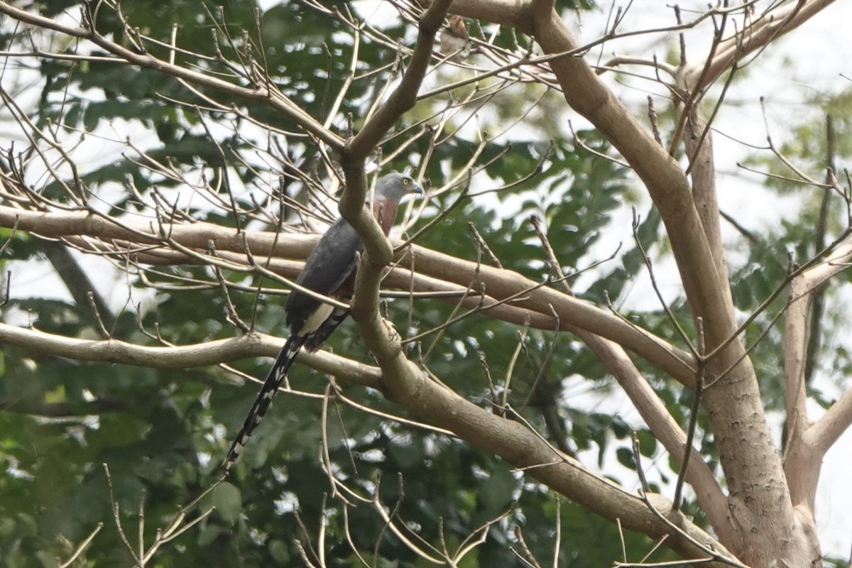Long-tailed Hawk - ML630698386