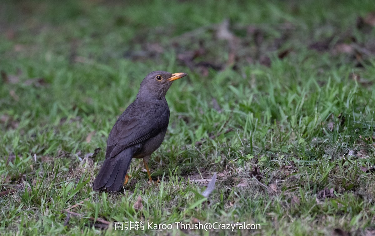 Karoo Thrush - ML630698471