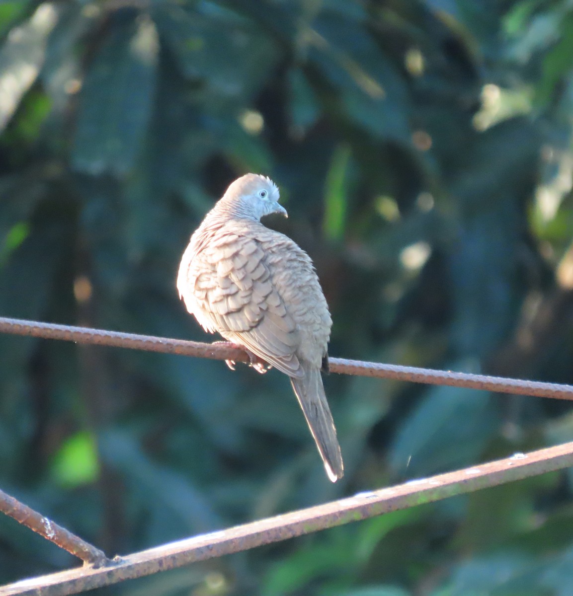 Zebra Dove - ML630698497
