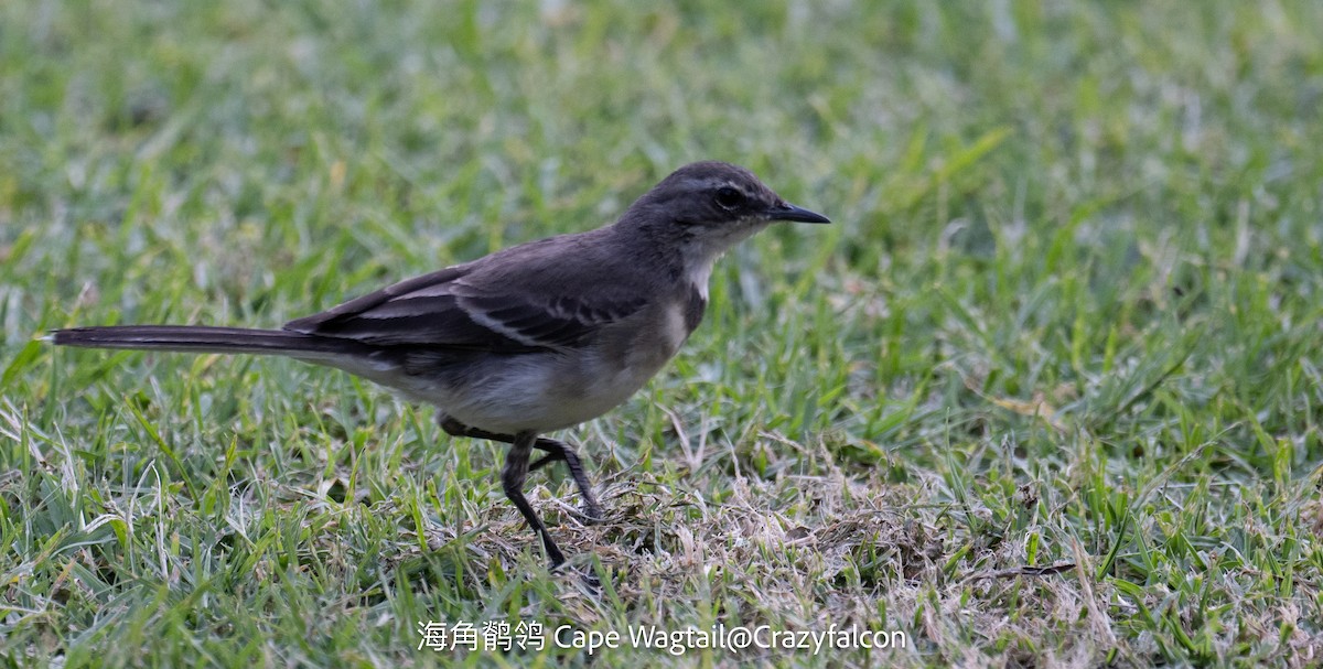 Cape Wagtail - ML630698520