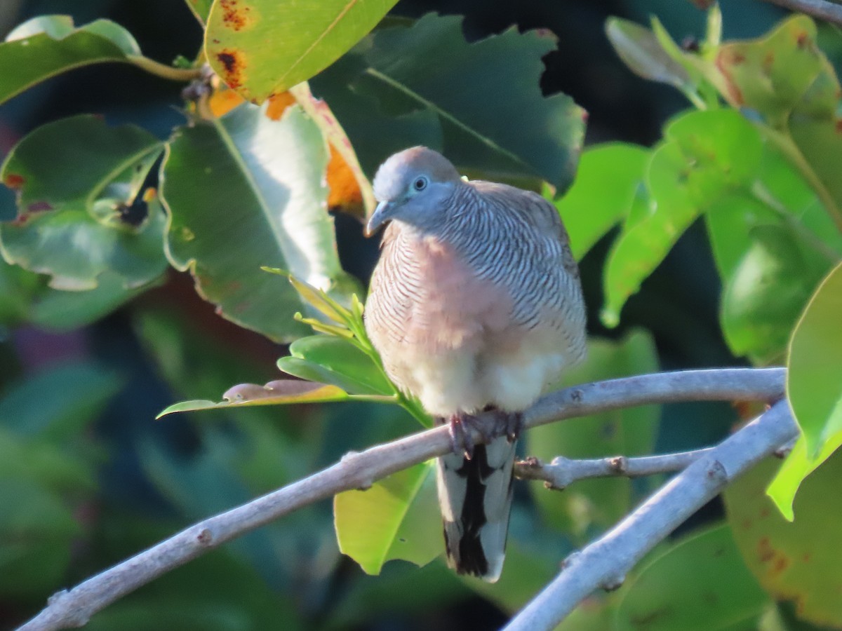Zebra Dove - ML630698522